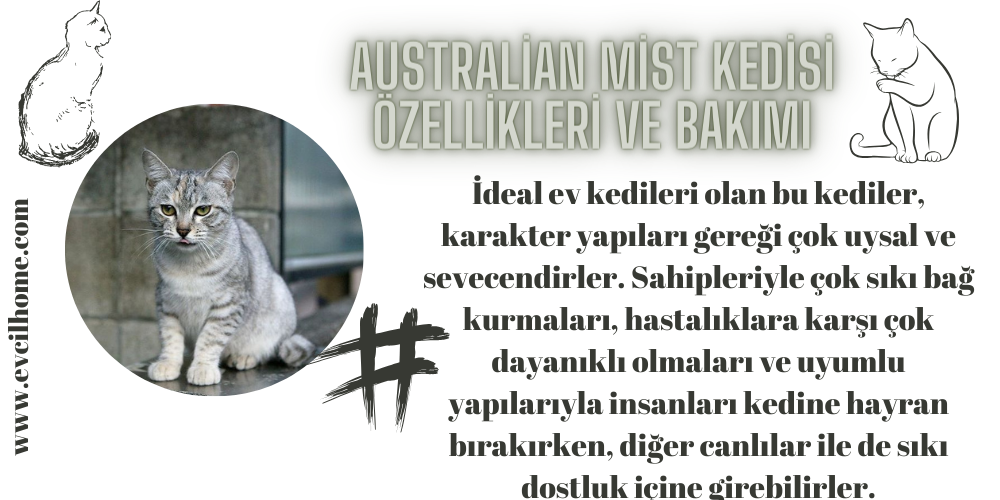 Australian Mist Kedisi Özellikleri ve Bakımı