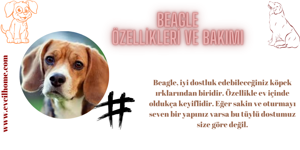 Beagle Özellikleri ve Bakımı