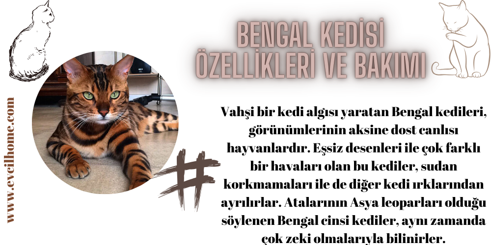 Bengal Kedisi Özellikleri ve Bakımı