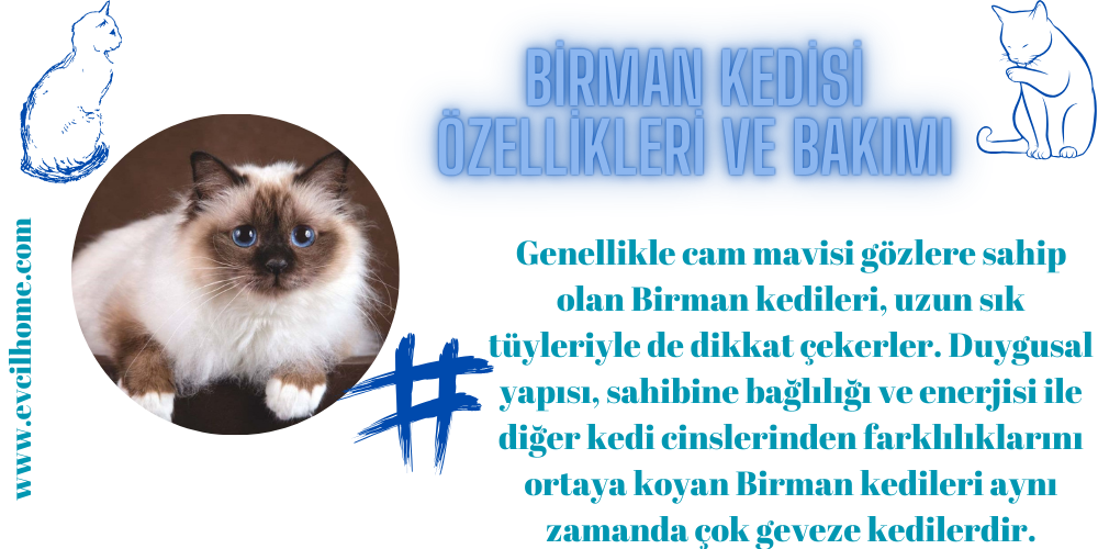 Birman Kedisi Özellikleri ve Bakımı