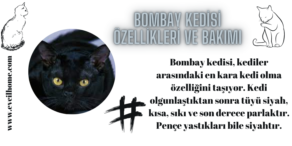 Bombay Kedisi Özellikleri ve Bakımı