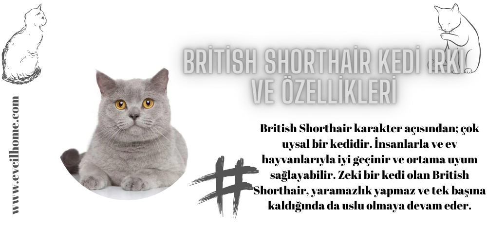 British Shorthair Kedi Irkı ve Özellikleri