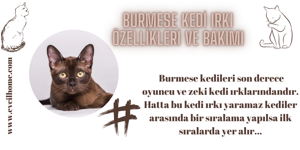 Burmese Kedi Irkı Özellikleri ve Bakımı