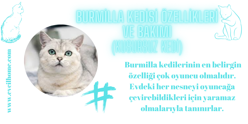 Burmilla Kedisi Özellikleri ve Bakımı (Kusursuz Kedi)