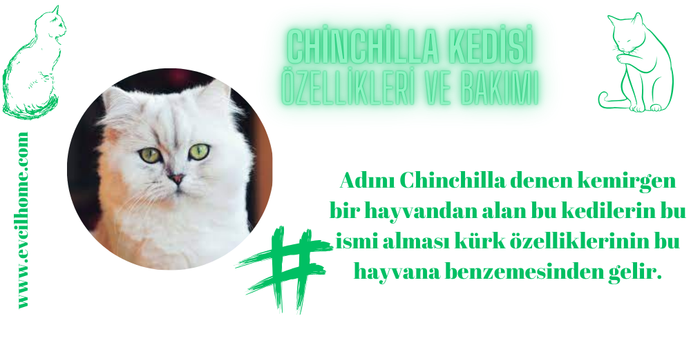 Chinchilla Kedisi Özellikleri ve Bakımı