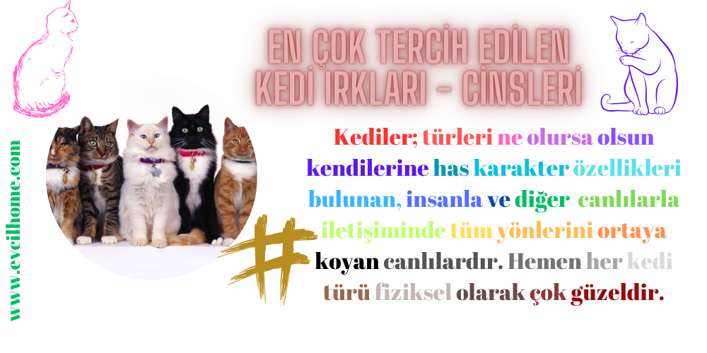 En Çok Tercih Edilen Kedi Cinsleri