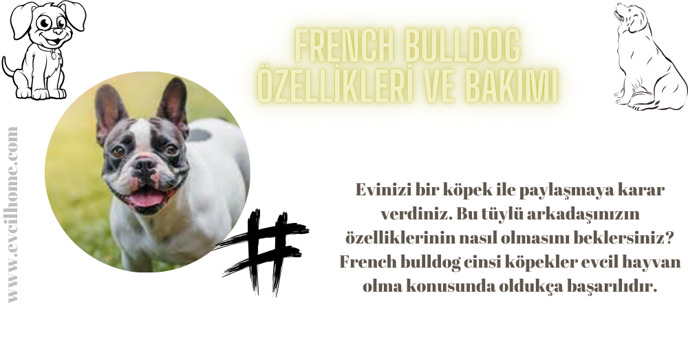 French Bulldog Özellikleri ve Bakımı