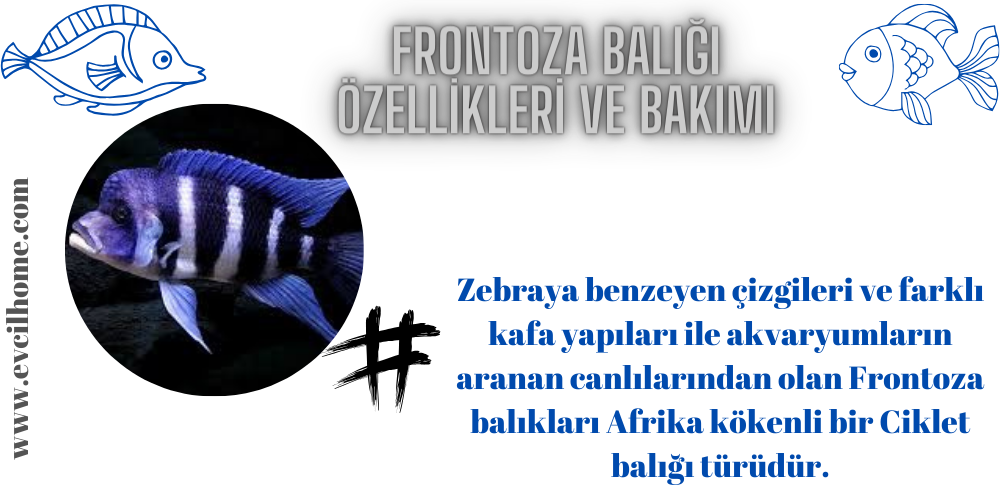 Frontoza Balığı Özellikleri ve Bakımı