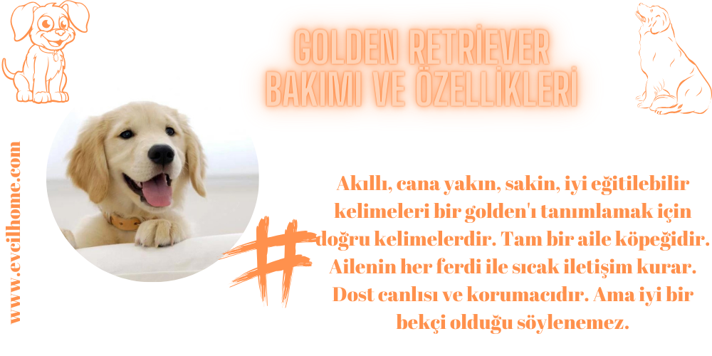 Golden Retriever Bakımı ve Özellikleri