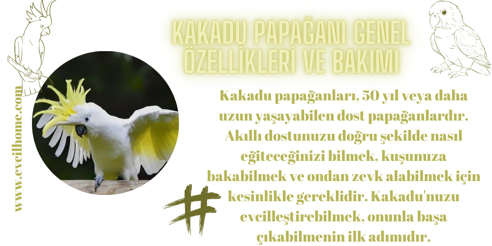 Kakadu Papağanı Genel Özellikleri ve Bakımı