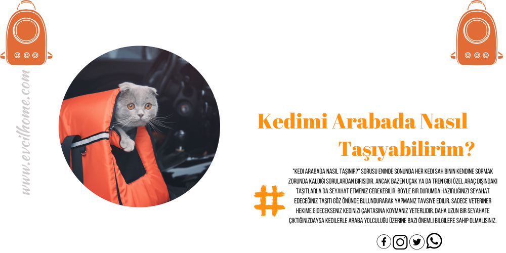 Kedi Arabada Nasıl Taşınır?