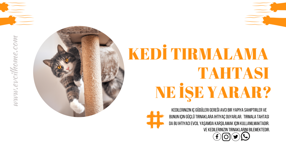 Kedi Tırmalama Tahtası Ne İşe Yarar?