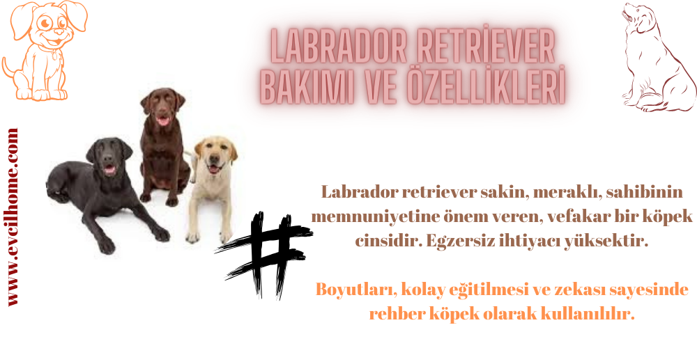 Labrador Retriever Bakımı ve Özellikleri