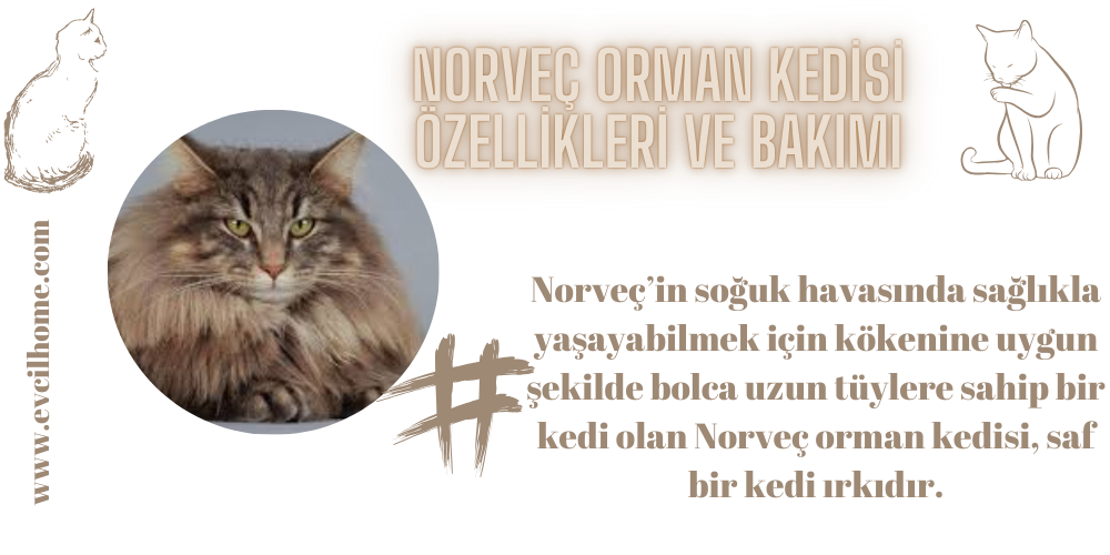 Norveç Orman Kedisi Özellikleri ve Bakımı