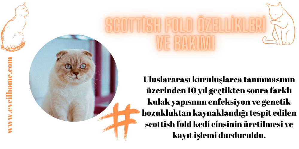 Scottish Fold Özellikleri ve Bakımı