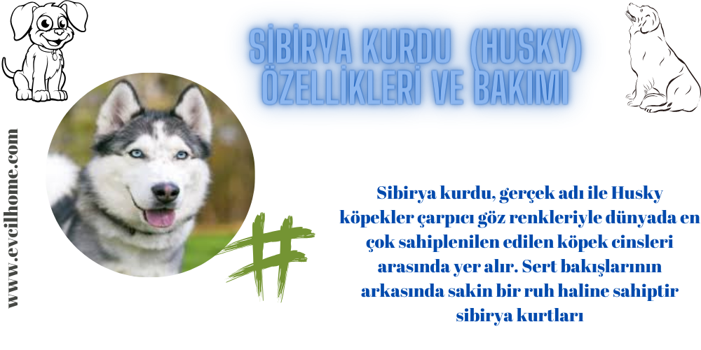 Sibirya Kurdu Özellikleri ve Bakımı (Husky)