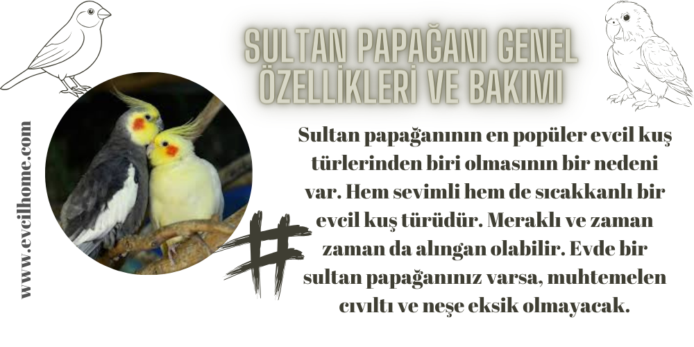 Sultan Papağanı Genel Özellikleri ve Bakımı