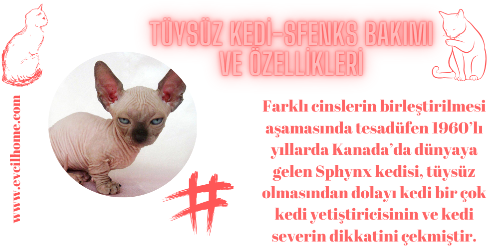 Tüysüz Kedi-Sfenks Sphynx Kedisi Bakımı ve Özellikleri