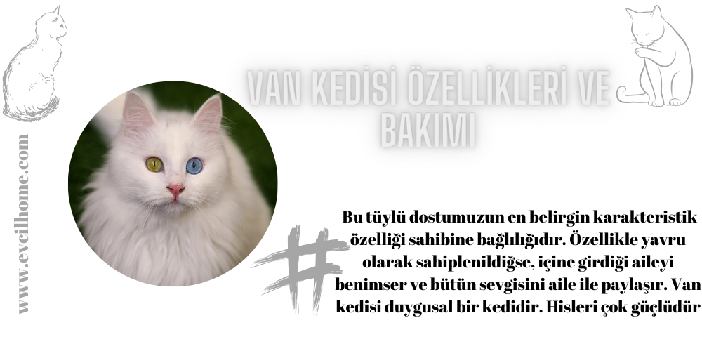 Van Kedisi Özellikleri ve Bakımı