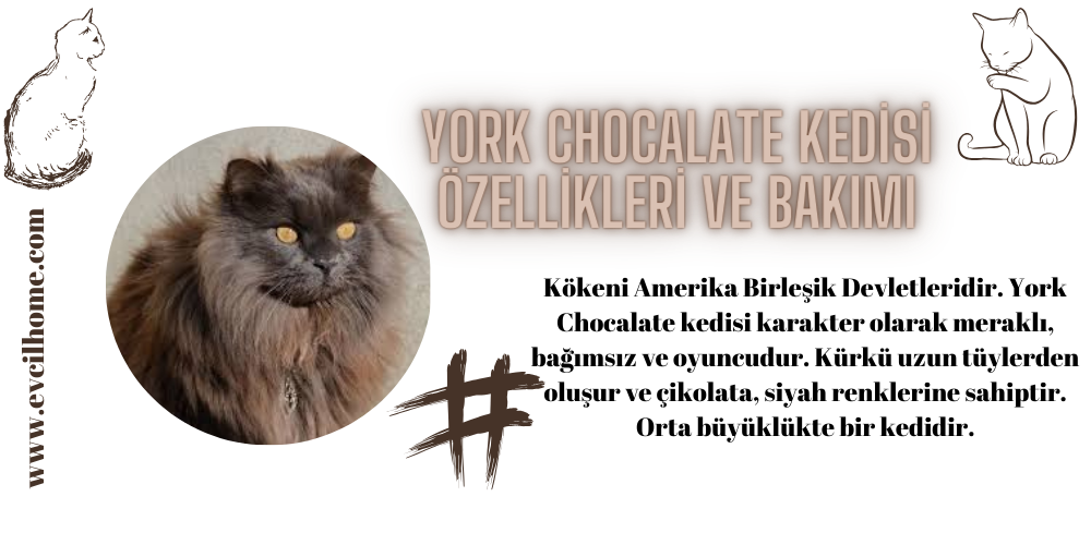 York Chocalate Kedisi Özellikleri ve Bakımı