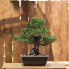 Japon Karaçamı Kotobuki Bonsai No.665