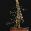 Zeytin Bonsai - Olea Europaea Sylvestris No.618