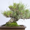 Japon Karaçamı Bonsai No.567