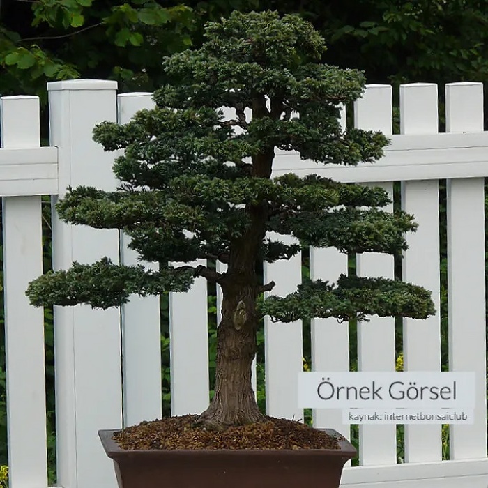 Boulevard Servi Bonsai Telleme Kiti - No.5