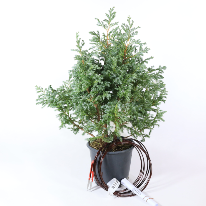 Boulevard Servi Bonsai Telleme Kiti - No.5
