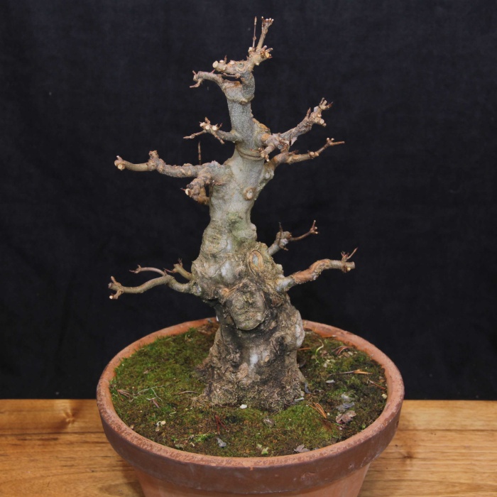 Üç Dişli Akçaağaç Bonsai - No.649