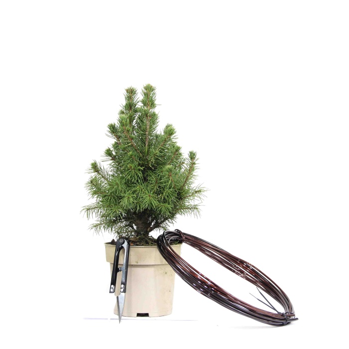 Ak Ladin Bonsai Telleme Kiti - No.1