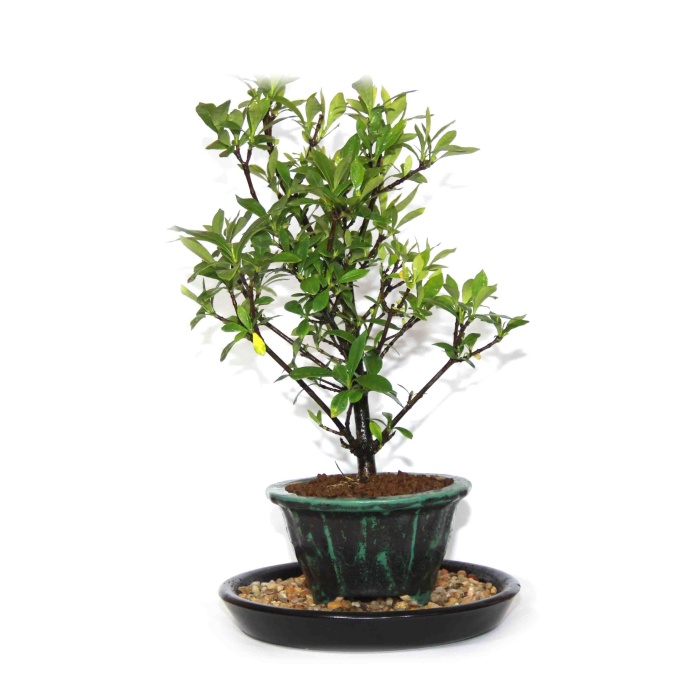 Nem Tabağı (Kahverengi) ve Taşları - No.1 (20 cm)