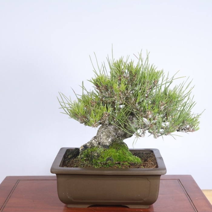 Japon Karaçamı Bonsai No.567