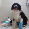 Soft Gentle Köpek Pati Yıkama Aparatı KÜÇÜK (2563)