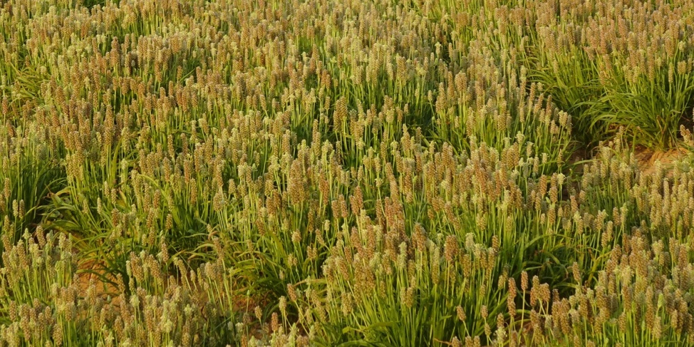 Karnıyarık Otu Psyllium: Bağırsak Dostu Doğal Bir Lif, Nedir, Nasıl Kullanılır?