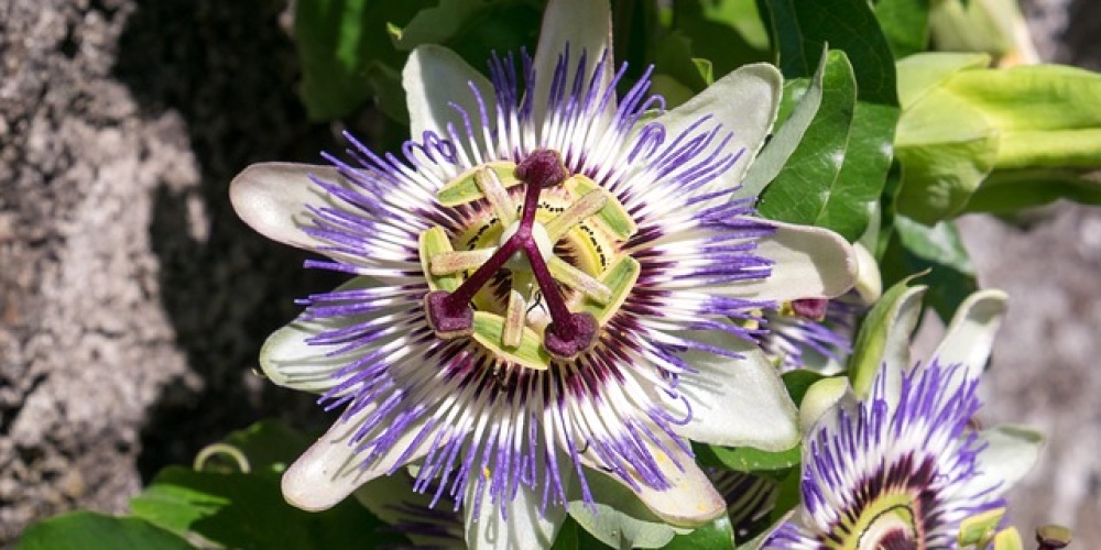 Passiflora, Çarkıfelek: Nedir, Sağlığa Etkileri Nelerdir?