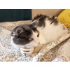 Kedi Elleri T5367636