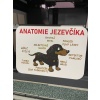 Dachshund Anatomisi - P1116969 İşaret