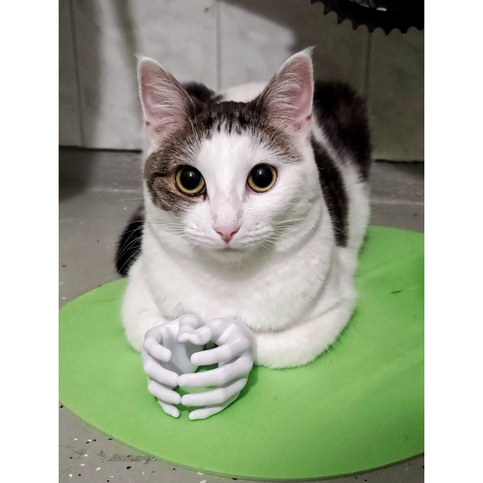 Kedi Elleri T5367636