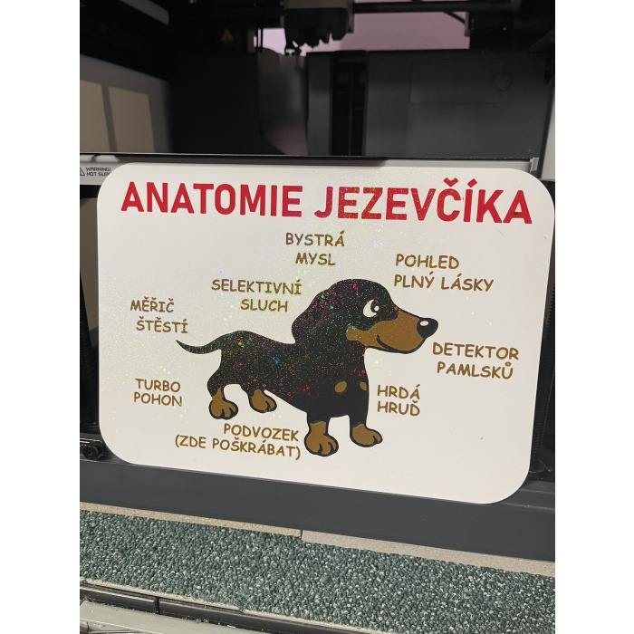 Dachshund Anatomisi - P1116969 İşaret