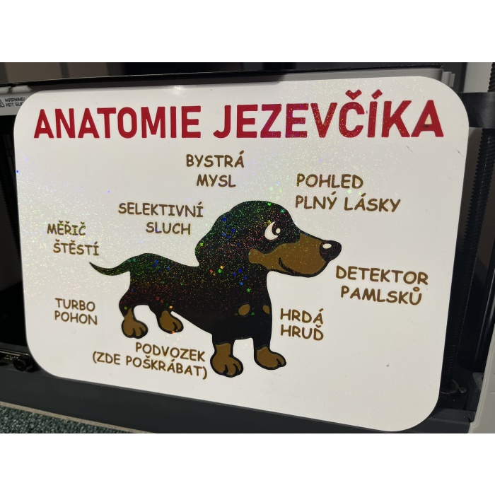 Dachshund Anatomisi - P1116969 İşaret