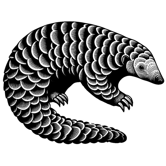 Duvar Sanatı - Pangolin - Luskoun P968292