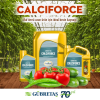 Gübretaş CALCİFORCE Sıvı Gübre 20 Litre