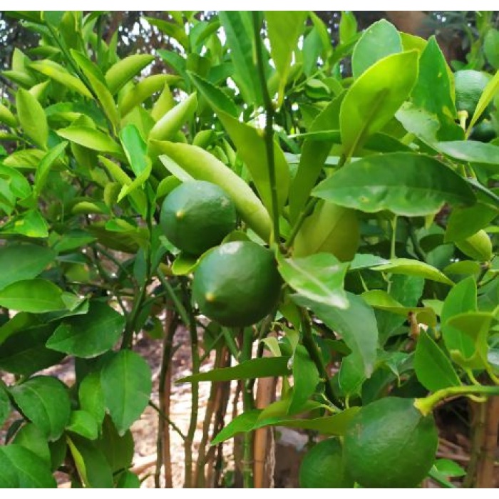 Tüplü Yediveren Aşılı Limon Fidanı Yaklaşık 2 Yaşında, 120 cm boyunda