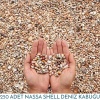 Hediyelik Nassa Shell Deniz Kabuğu 250 Adet 65 Gram