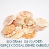 Hediyelik Deniz Kabuğu Pecten Macarensis 250 Gram 25 Adet