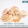 Hediyelik Deniz Kabuğu Pecten Macarensis 500 Gram 50 Adet