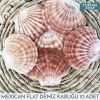 Mexican Flat Deniz Kabuğu 400-500 gram 10 Adet