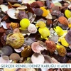 Mix Pecten Nobilüs Renkli Deniz Kabuğu 100 Gram 10 Adet