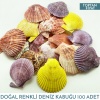 Mix Pecten Nobilüs Renkli Deniz Kabuğu 1000 Gram 100 Adet